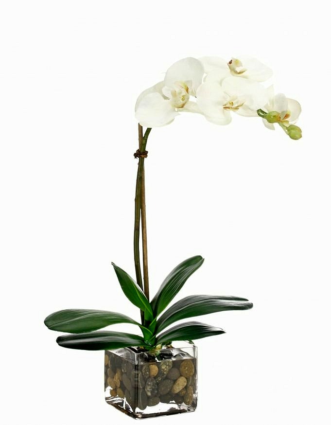 13 Migliori Vasi Per Orchidee Del 2022